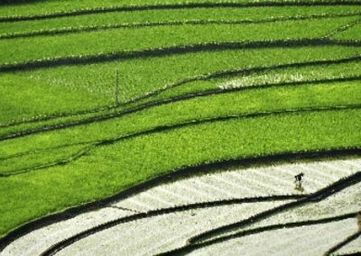 Pemetaan Sawah di Jawa Timur